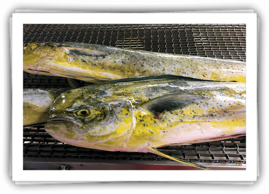 Mahi Mahi sold Wholesale