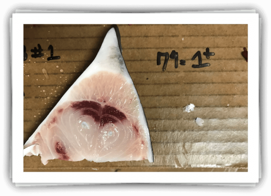 East Coast Swordfish quality sample