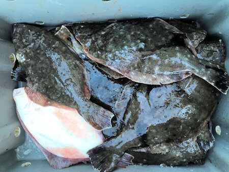 Outer Banks NC flounder