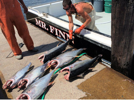 Tuna